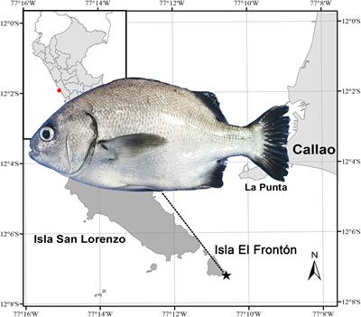 Reproductive cycle of the female Anisotremus scapularis (Tschudi, 1846) on the marine coast of Callao, basic knowledge to go towards its aquaculture